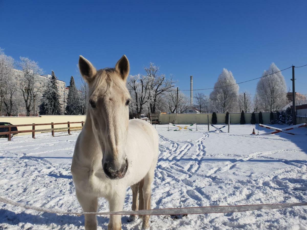 Farm Stay Nh Stables Nyrany Esterno foto