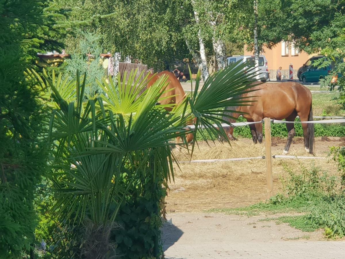 Farm Stay Nh Stables Nyrany Esterno foto