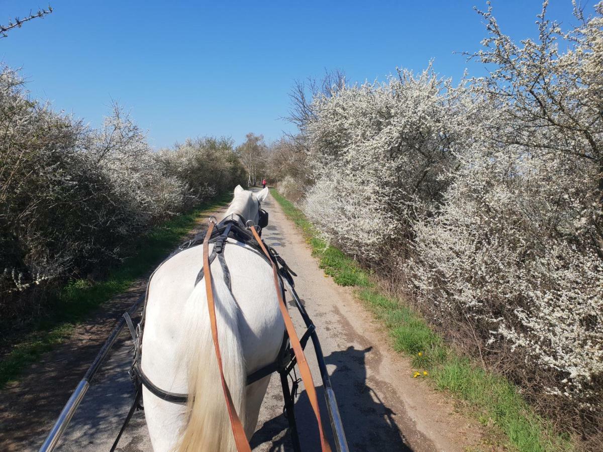 Farm Stay Nh Stables Nyrany Esterno foto